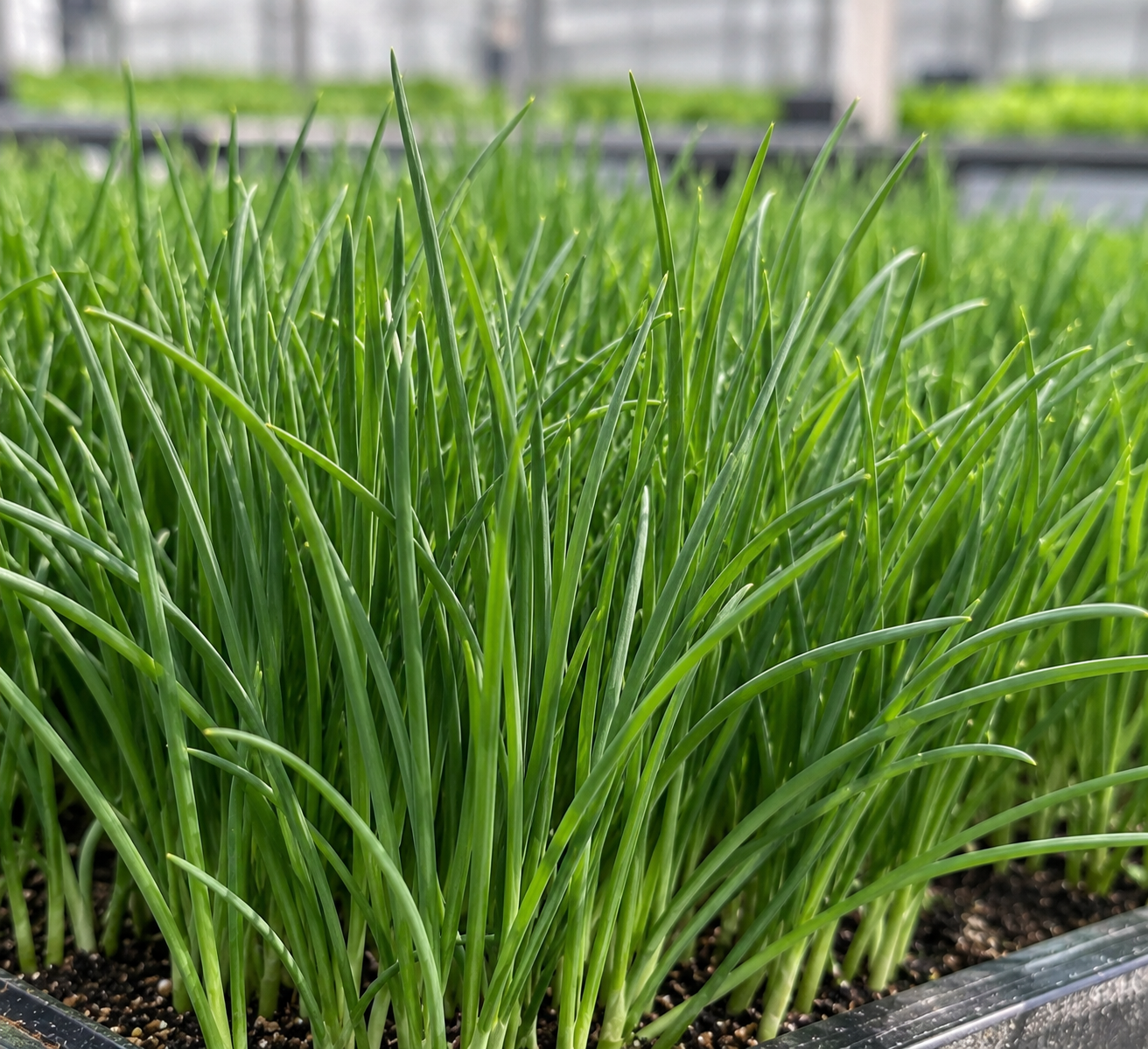 🌿 Premium Baby Chives Leaves